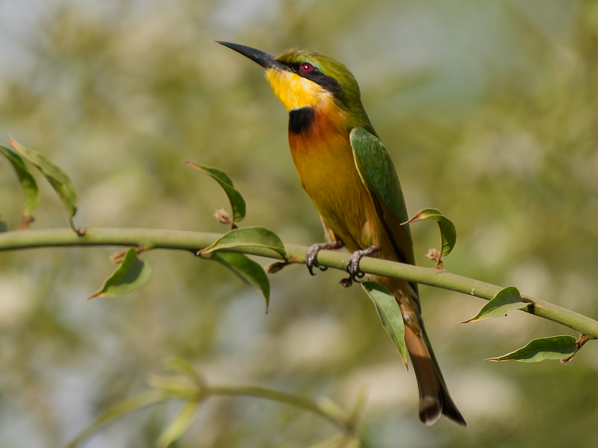 Little bee-eater (Merops pusillus)